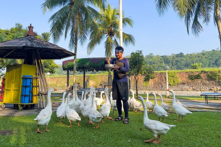 Memberi Makan Angsa di Puri Asri Magelang Hotel & Resort, Selasa (19/5/2026).