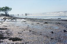 Dampak Tumpahan Limbah Minyak Pertamina, Wisata Pantai di Karawang Ditutup