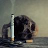 Kandungan Rokok yang Membuatnya Berbahaya untuk Kesehatan
