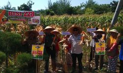 Kementan Apresiasi Petani Jagung di Sindurejo