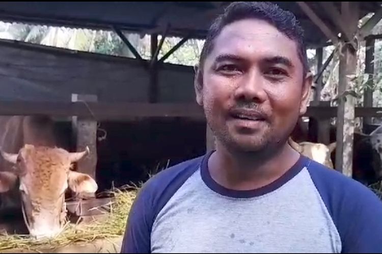 Kuswanto (40) peternak sapi di Jambi yang Hewan Dibeli oleh Presiden Joko Widodo (Jokowi), saat dilokasi peternakan, Sabtu (15/6/2024).