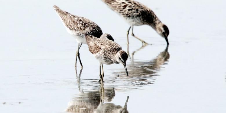 Tiga ekor burung migran tengah mencari makan di perairan danau Limboto. Kedatangan mereka di daerah ini untuk mencari makan dan beristirahat sebelum kembali ke tempat berbiaknya di belahan bumi utara