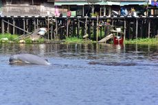 Perbedaan Pesut Sungai Mahakam dan Pesut Teluk Balikpapan, Keduanya Terancam Punah