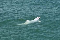 Dibangun di Dekat Habitat Lumba-lumba Putih, Proyek Bandara Dihentikan