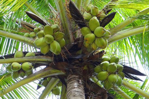 5 Hama yang Menyerang Bunga dan Buah Kelapa, Apa Saja?