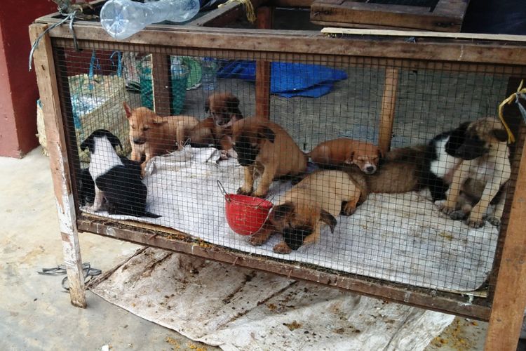 Perjalanan Daging Anjing Di Medan Dari Pasar Hingga Piring Makan