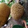 Viral, Pohon Nangka Berbuah Mirip Durian, Begini Cerita Pemiliknya