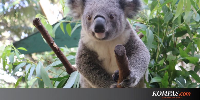 Analisis Genom Ungkap Kenapa Koala Bisa Makan Daun Beracun