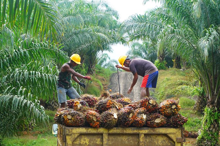 Indonesia?s palm oil industry reported an increase in production in September compared to previous months.