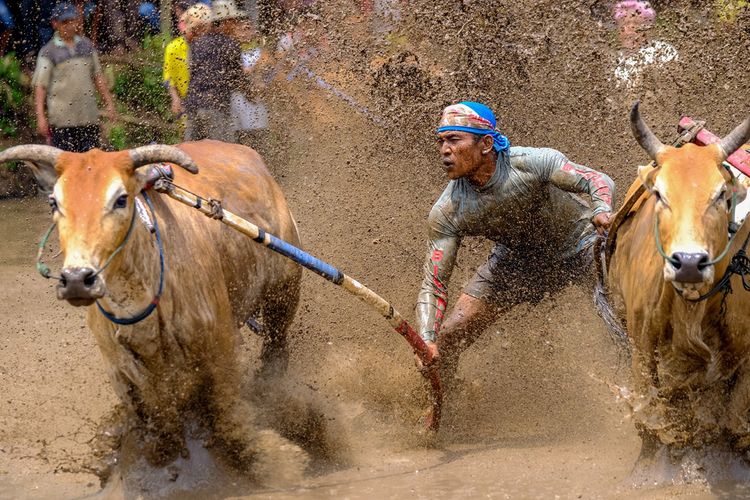 A jockey controls his bulls during a traditional Pacu Jawi race in Tanah Datar, West Sumatra (17/3/2018). 