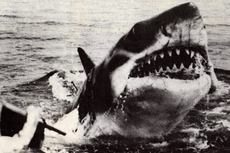 Rilis Film Jaws pada 1975 dan Meningkatnya Perburuan Hiu...