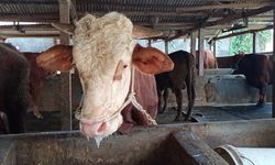 Kementan Paparkan Upaya Penanganan dan Pengendalian PMK di Indonesia