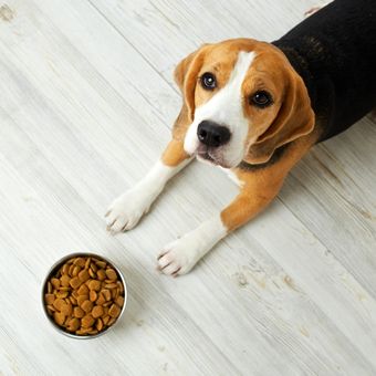 Ilustrasi anjing ridak nafsu makan akibat gastritis