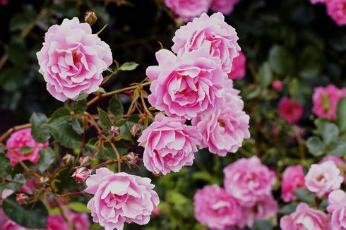 4 Manfaat Menanam Bunga Mawar di Taman Rumah