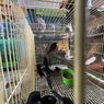 Ratusan Ekor Burung Dilindungi Diselundupkan dari Kalteng Lewat Pelabuhan Paciran