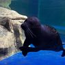 Imutnya Satwa Akuatik Anjing Laut di Jakarta Aquarium Safari 
