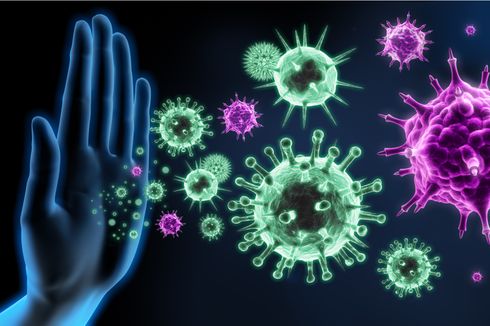 Berikut Cara Sistem Imun Tubuh Melawan Virus Corona 