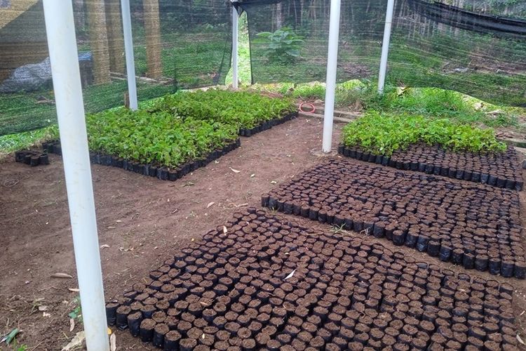 Budidaya nilam membutuhkan kesabaran dan ketahanan modal. Tanaman ini memerlukan waktu enam hingga tujuh bulan sejak tanam hingga panen