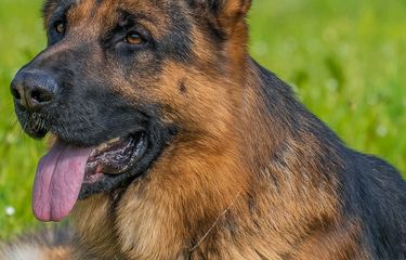 Ilustrasi anjing ras German Shepherd. 