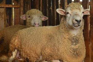 Pengantin Ponorogo Dapat Sepasang Domba Merino Rp 5 Juta, Berawal dari 'Kode' Sang Istri