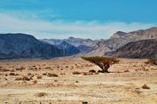 El Nino Diprediksi Menguat, Arab Saudi Hadapi Suhu Lebih Panas dan Peningkatan Risiko Hujan