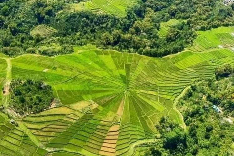 Persawahan Lodok Lingko Ratung di Kampung Carep, Kelurahan Laci Carep, Kecamatan Langke Rembong, Kab. Manggarai, NTT, Minggu, (8/5/2022) menjadi salah satu spot wisata agrowisata. (KOMPAS.com/DOK GURU WILLIBRODUS BARUS