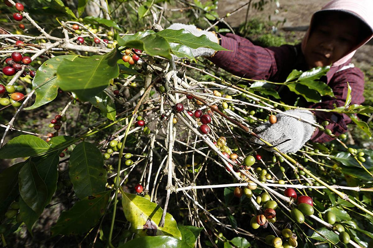 Foto dirilis Selasa (16/3/2021), memperlihatkan petani memanen kopi arabika Gayo di Takengon, Aceh Tengah, Aceh. Pandemi Covid-19 yang juga telah merambah dataran tinggi Gayo di Aceh tidak menyurutkan semangat para petani kopi arabika di daerah itu untuk terus meningkatkan produksi yang permintaannya kembali meningkat di pasar internasional.