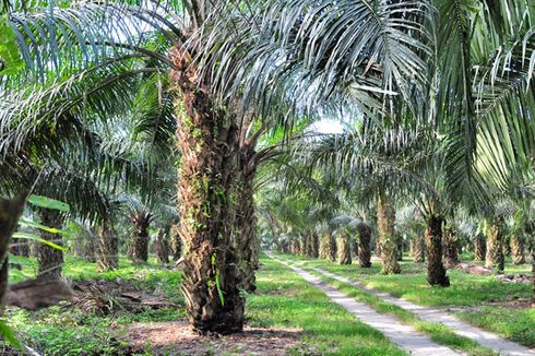 Masa Depan Industri Kelapa Sawit RI Ada di Tangan Milenial