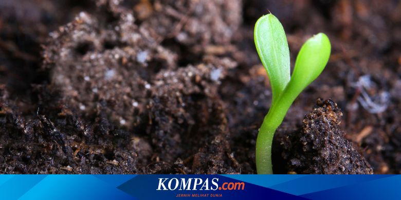 Siswa Smp Yuk Belajar Lapisan Dan Struktur Tanah Halaman All Kompas Com