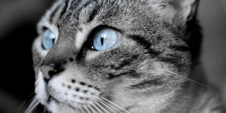 ilustrasi penglihatan kucing tajam.
