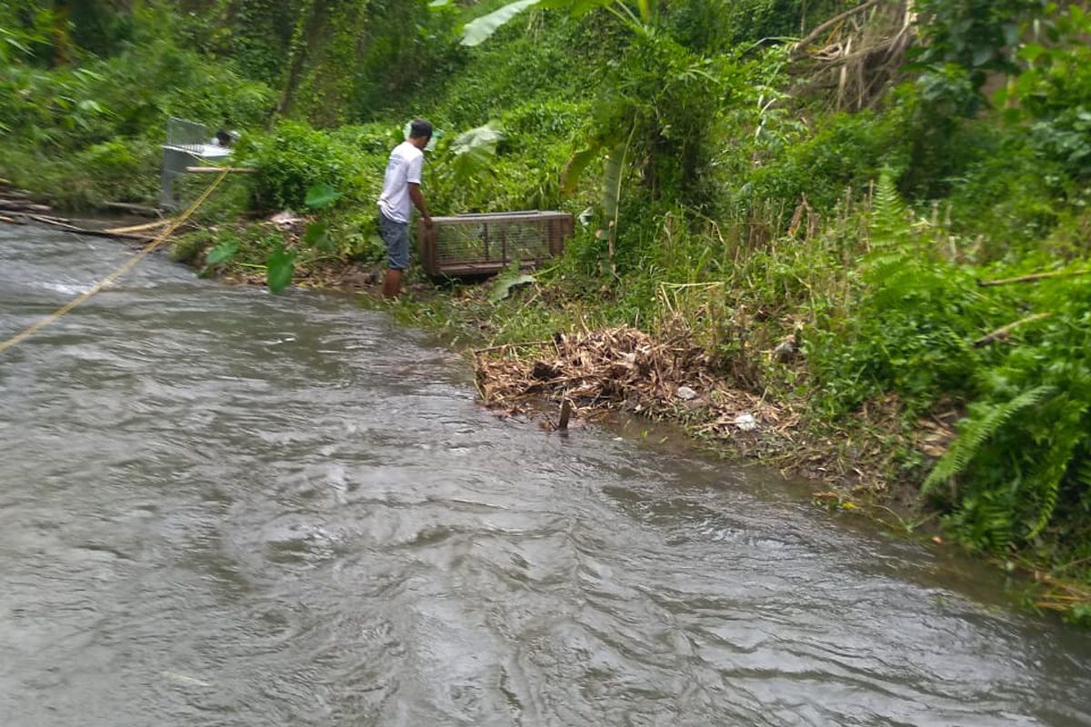 Warga pasang jerat buaya di sungai Desa Janti, Kecamatan Wates, Kabupaten Kediri, Jawa Timur 
