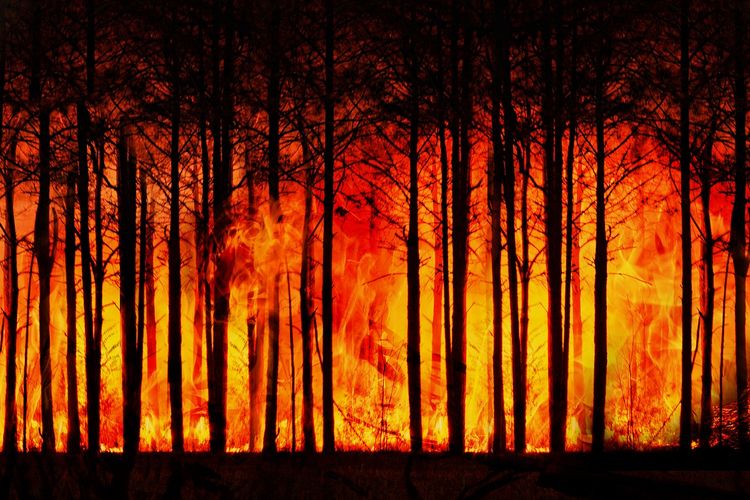 Kebakaran hutan