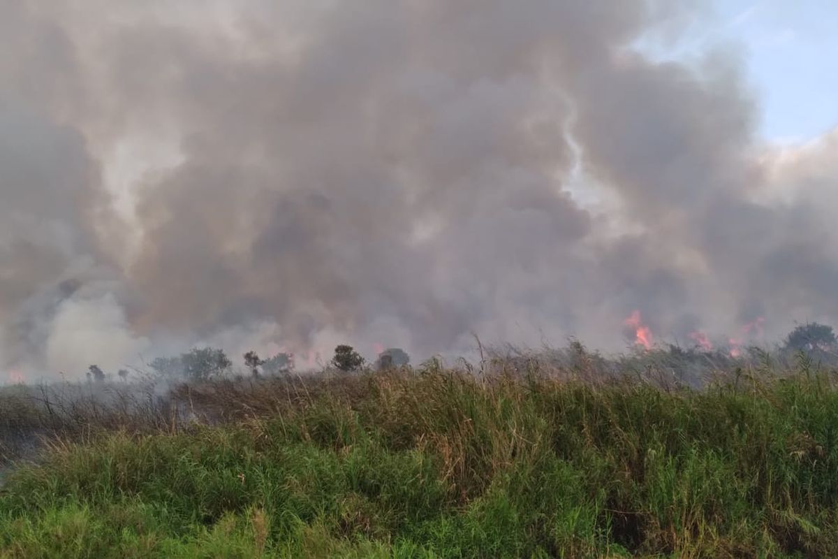 Sebanyak lebih dari 6 hektare lahan konsesi di perusahaan perkebunan kelapa sawit PT Sinar Karya Mandiri (SKM) di Kabupaten Ketapang, Kalimantan Barat (Kalbar) terbakar.