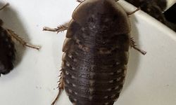 6 Bahan Alami untuk Mengusir Kecoa dari Rumah