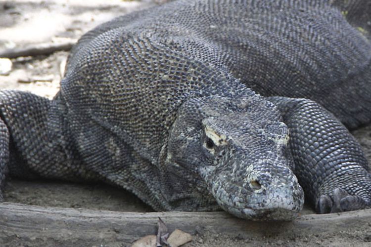 Komodo di Taman Nasional Komodo, Resort Loh Buaya, Pulau Rinca, Kabupaten Manggarai Barat, Nusa Tenggara Timur, Sabtu (10/5/2014).