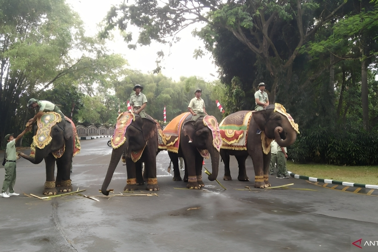 Empat ekor gajah Sumatera mengikuti upacara HUT ke-78 Kemerdekaan RI di Bali Safari, Kabupaten Gianyar, Bali, Kamis (17/8/2023).