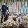 Salim, Raja Domba Indonesia Asal Jember Sukses Ternak dan Berdayakan Ratusan Orang