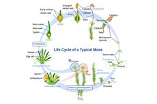 Siklus Hidup Tumbuhan: Pengertian, Jenis, dan Contohnya