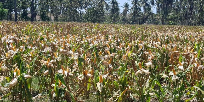Lahan jagung di Kabupaten Talakar seluas 8.000 hektar ini memilik provitas rata-rata 7-8 ton per hektar, Talakar, Sulawesi Selatan, Sabtu (10/11)
