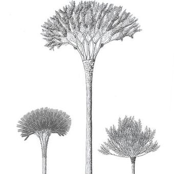 Ilustrasi tanaman purba cladoxylopsids [Wikimedia/Falconaumanni].