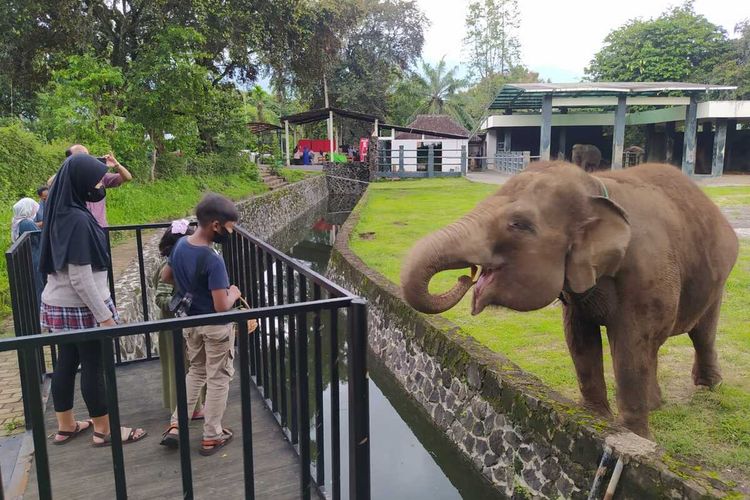 Wisatawan anak-anak sedang berwisata di kandang gajah di kompleks Taman Wisata Candi Borobudur, Kabupaten Magelang, Selasa, (16/11/2021).