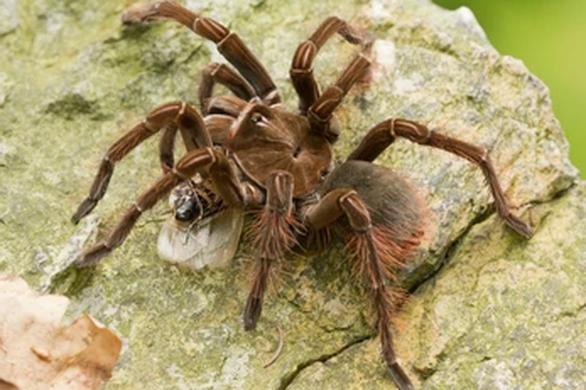 Laba-laba raksasa Theraphosa blondi.