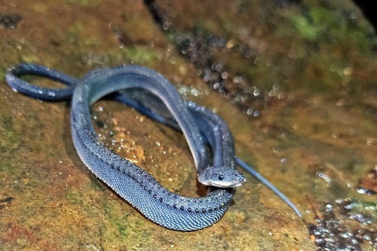 Ular naga jawa (Xenodermus javanicus) ditemukan oleh Sanggabuana Wildlife Ranger (SWR) bersama Mahasiswa Fakultas Biologi Universitas Nasional Jakarta dan Sispala Samaru SMA 1 Tegalwaru saat melakukan analisis vegetasi, Sabtu (29/10/2022).