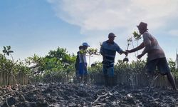Lewat M4CR di Sumut, BRGM Percepat Pelaksanaan Rehabilitasi 6.078 Hektar Mangrove 