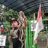 Habitat Hewan Liar Terganggu, Kades asal Bandung Barat Lempar Ular ke KLHK
