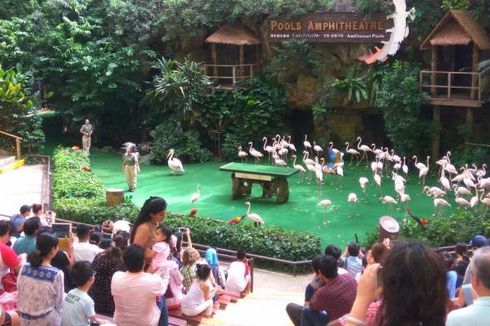 Nuansa Kental Kebun Raya Bogor di Jurong Bird Park, Singapura