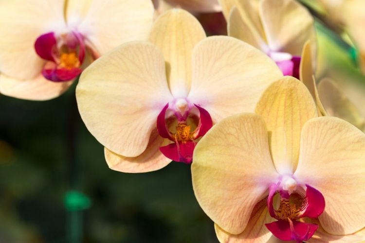 Ilustrasi bunga anggrek. 