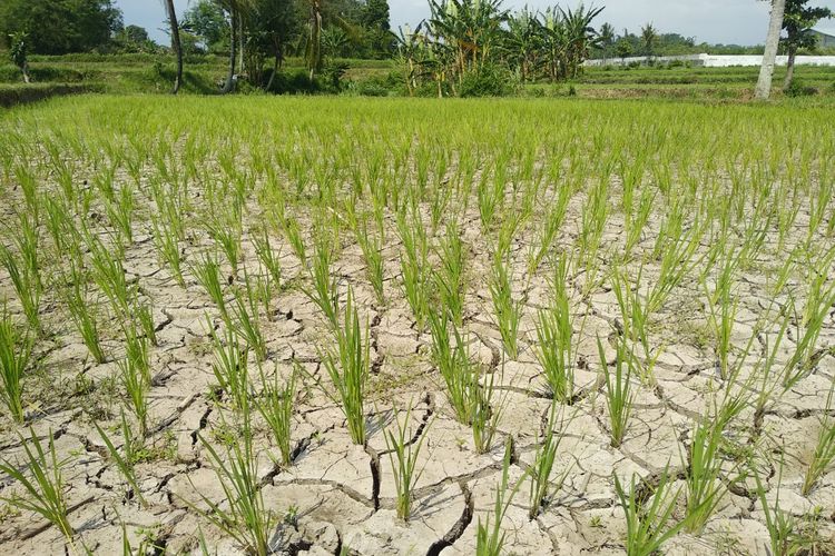 Kondisi lahan tanaman padi yang retak karena kekurangan air di Desa Kertosari Kecamatan Pakusari Kabupaten Jember