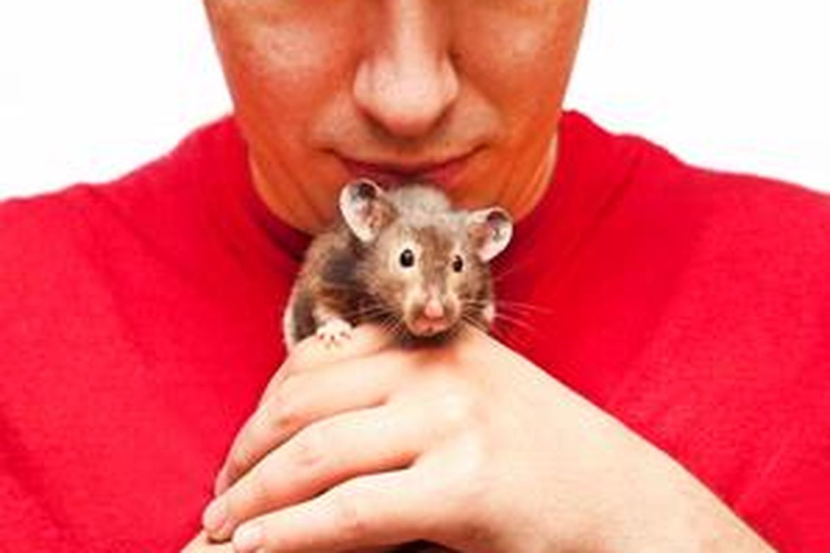 Pria yang memelihara hamster, tikus, atau guinea pig merupakan tipe orang yang kaya akan imajinasi, sangat teratur dengan keuangan, serta kurang rapi. 