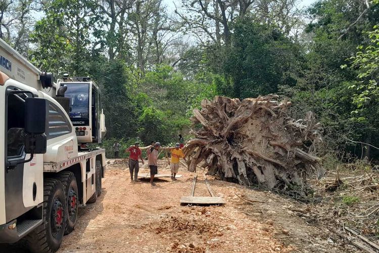 Proses pemindahan kayu jati berusia ratusan tahun di dalam hutan Blora, Jawa Tengah, Senin (6/11/2023)